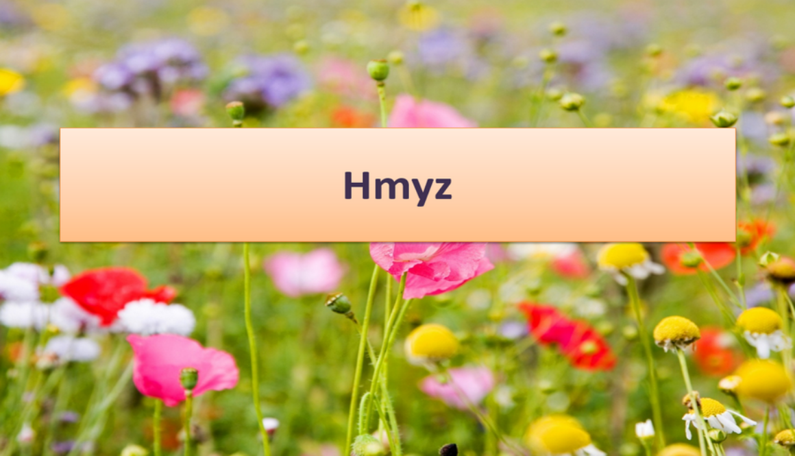 ppt-prezentacia-hmyz